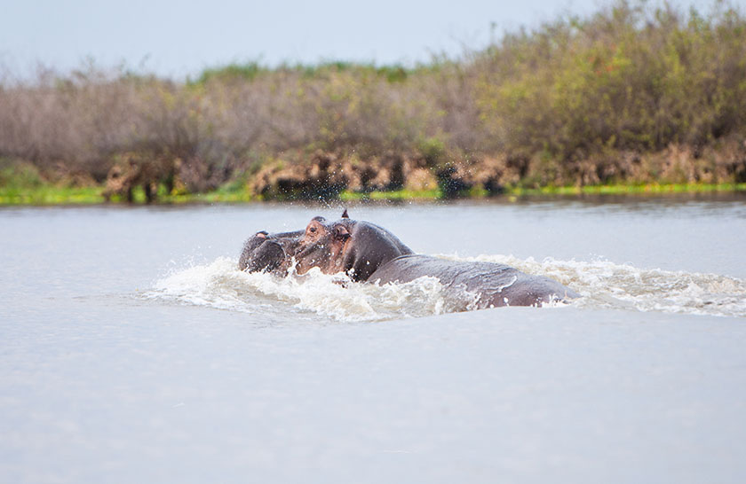 3 Days Safari - Selous Game Reserve