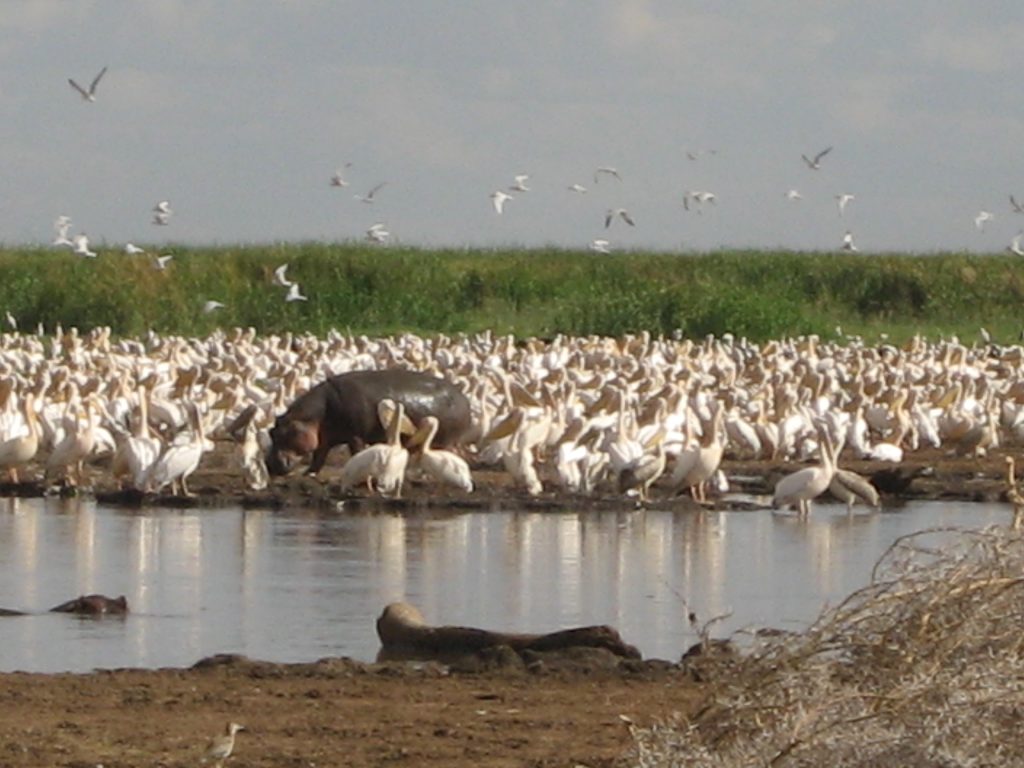 3 Days Safari - Tarangire, Ngorongoro Crater, Lake Manyara