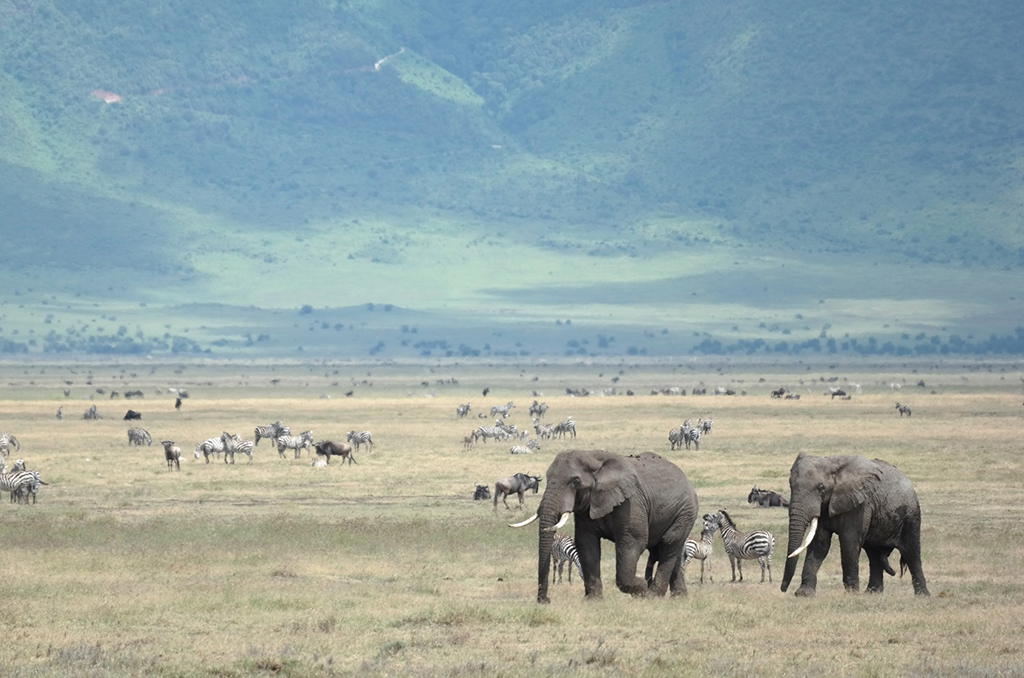 4 Days Safari - Lake Manyara, Serengeti, Ngorongoro Crater