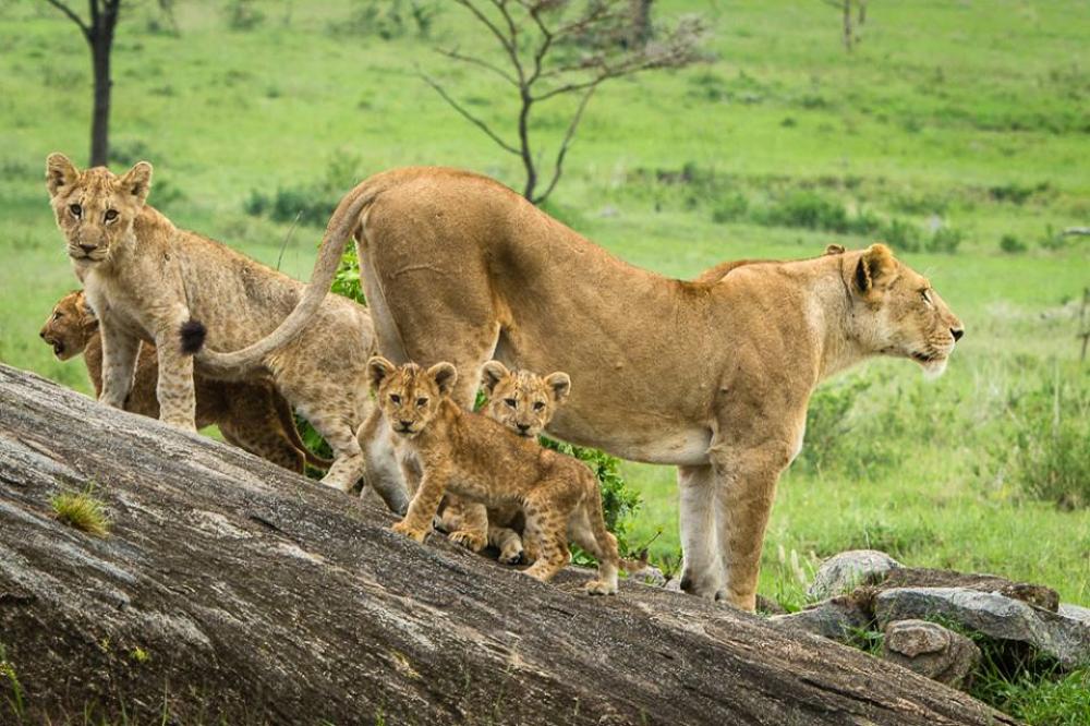 5 Days Safari - Mikumi & Ruaha National Park