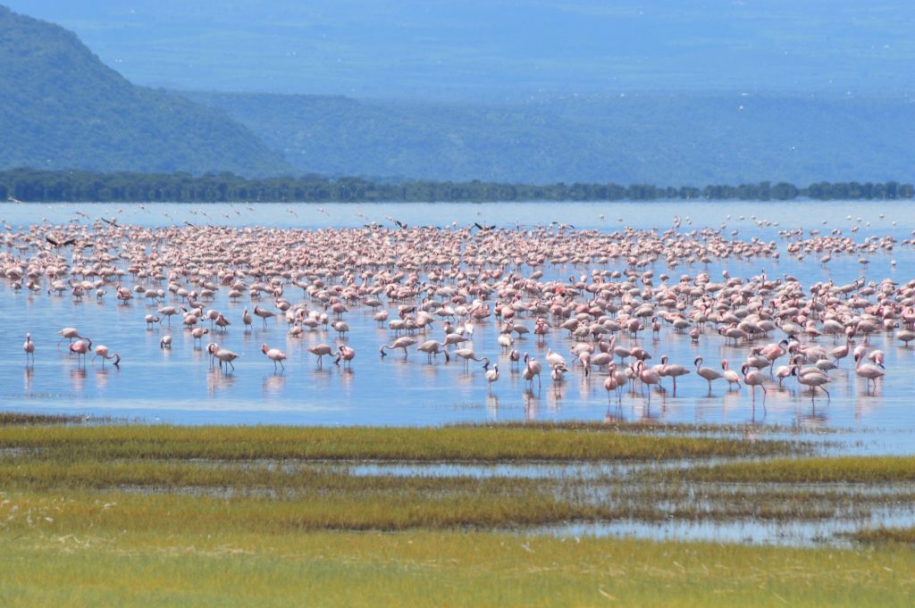 7 Day Safari - Lake Manyara, Serengeti, Ngorongoro, Tarangire