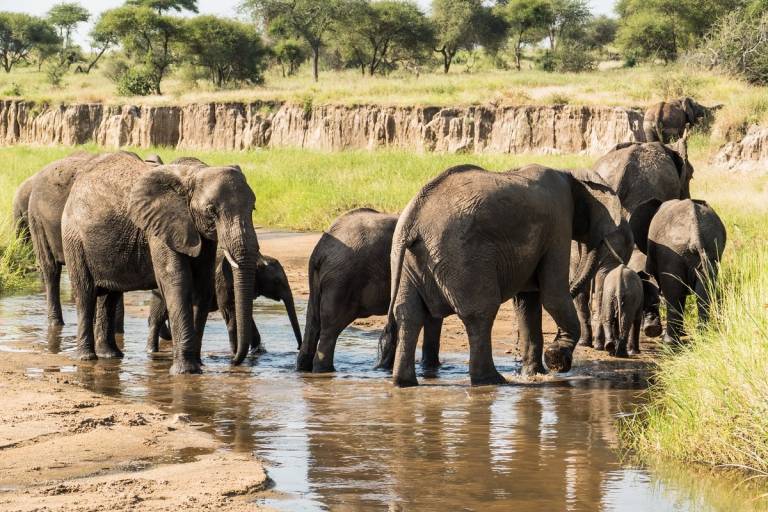 8 Days Safari - Manyara, Lake Eyasi, Ngorongoro, Serengeti, Visit Village