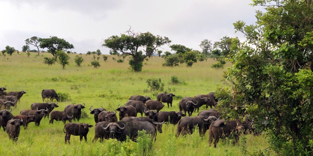 8 Days Safari - Selous, Udzungwa, Mikumi