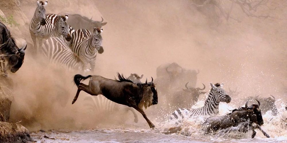 8 Days Tanzania Holiday - wildebeest Migration