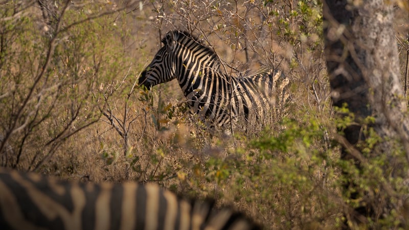 9 Days Safari - Game Drive & Walking Safari