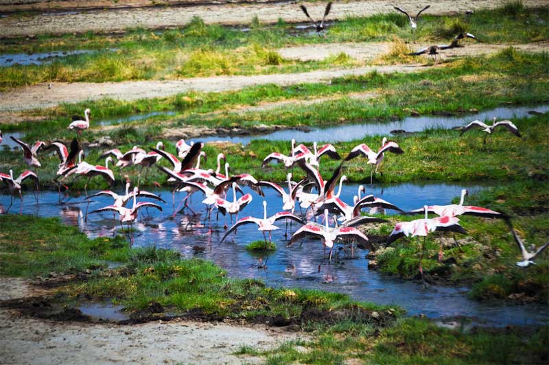 Arusha National Park