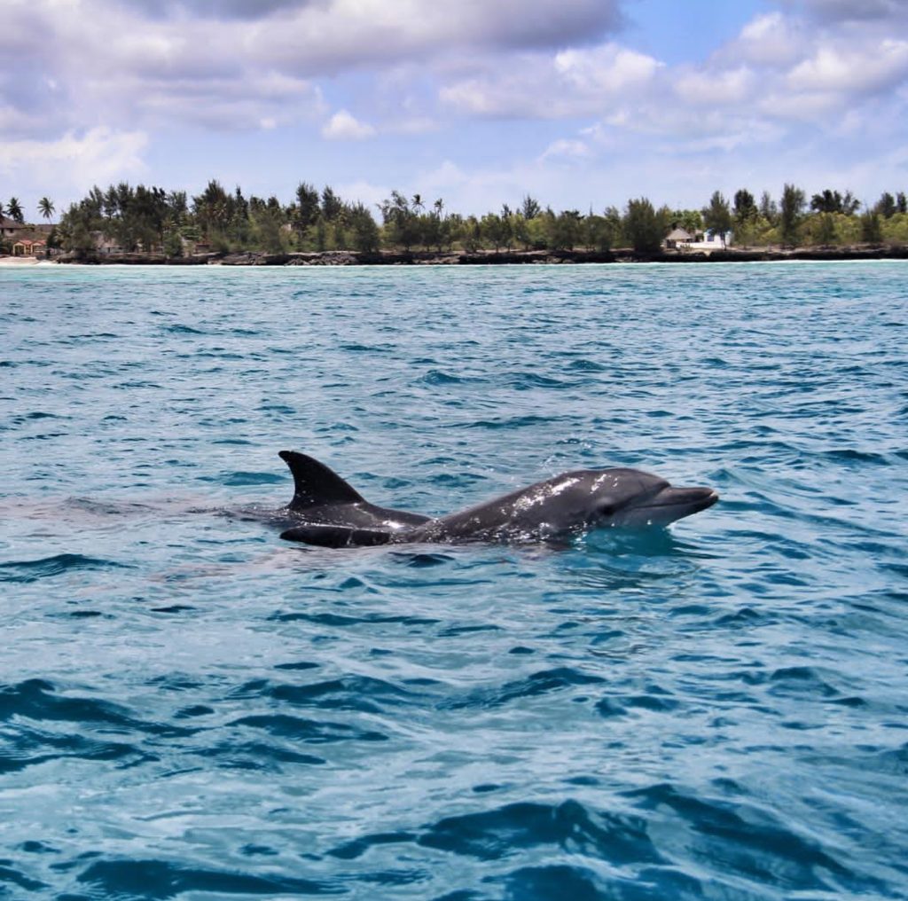 Half-Day - Kizimkazi Dolphins Tours