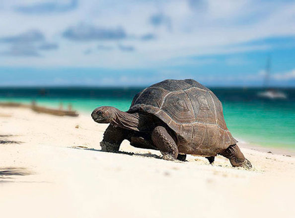 Half-Day - Prison Island/ Changuu Island Tour