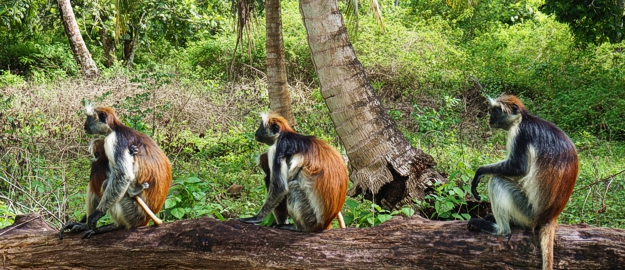 Half-Day Tour - Butterflies & Jozani Forest