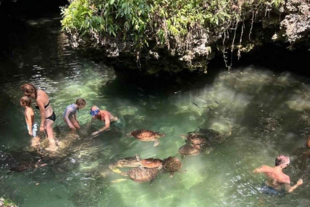 Nungwi Turtles & Private Sunset Dhow Cruise