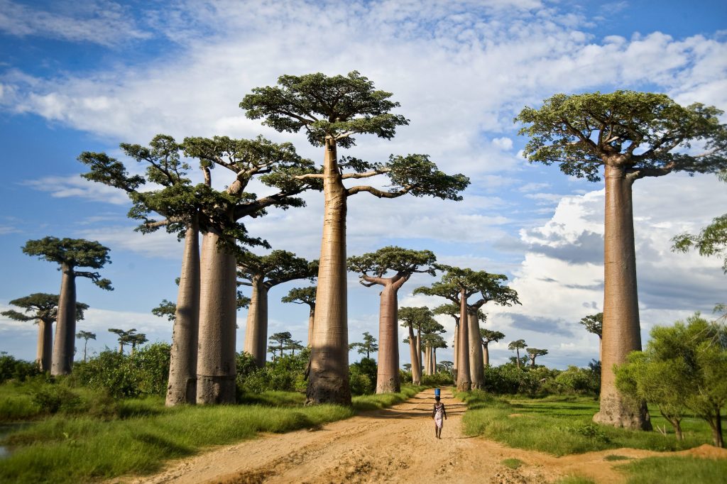 Tarangire National Park