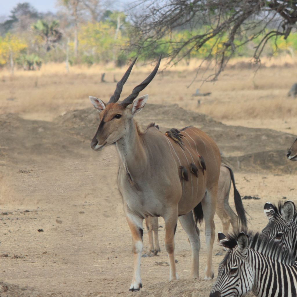 Ibanda-Kyerwa National