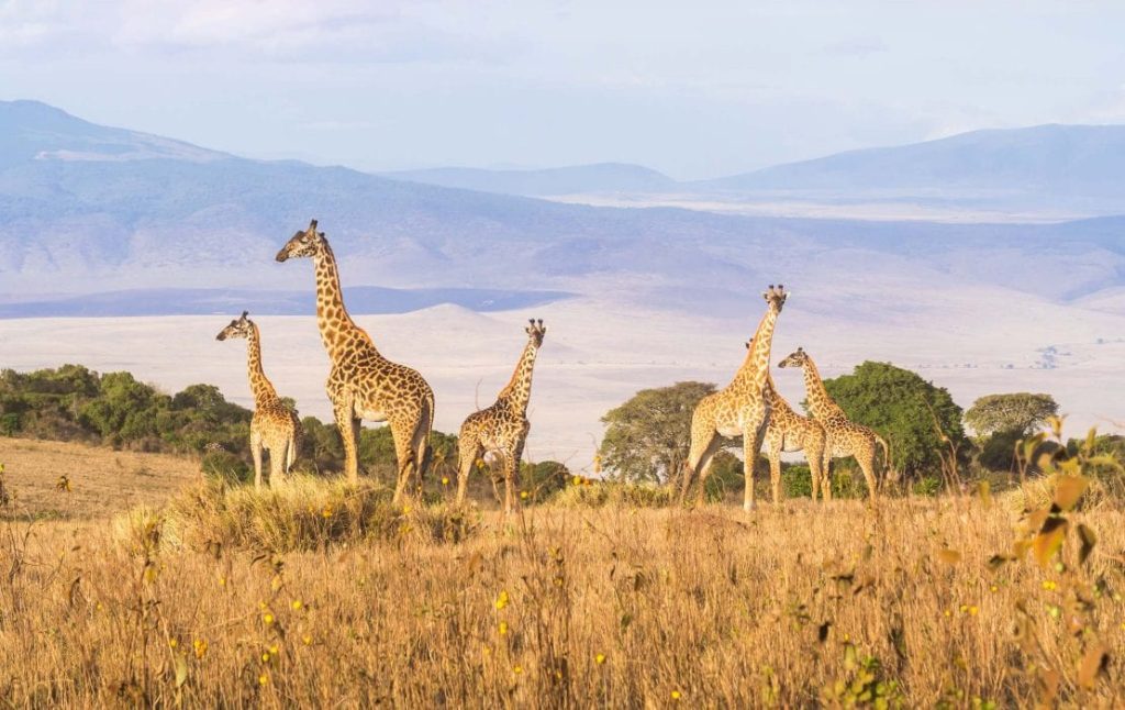 Ngorongoro Crater